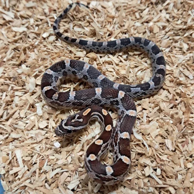 Normal Het Scaleless Het Albino/Amelanistic