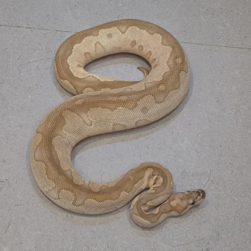 Lesser Clown