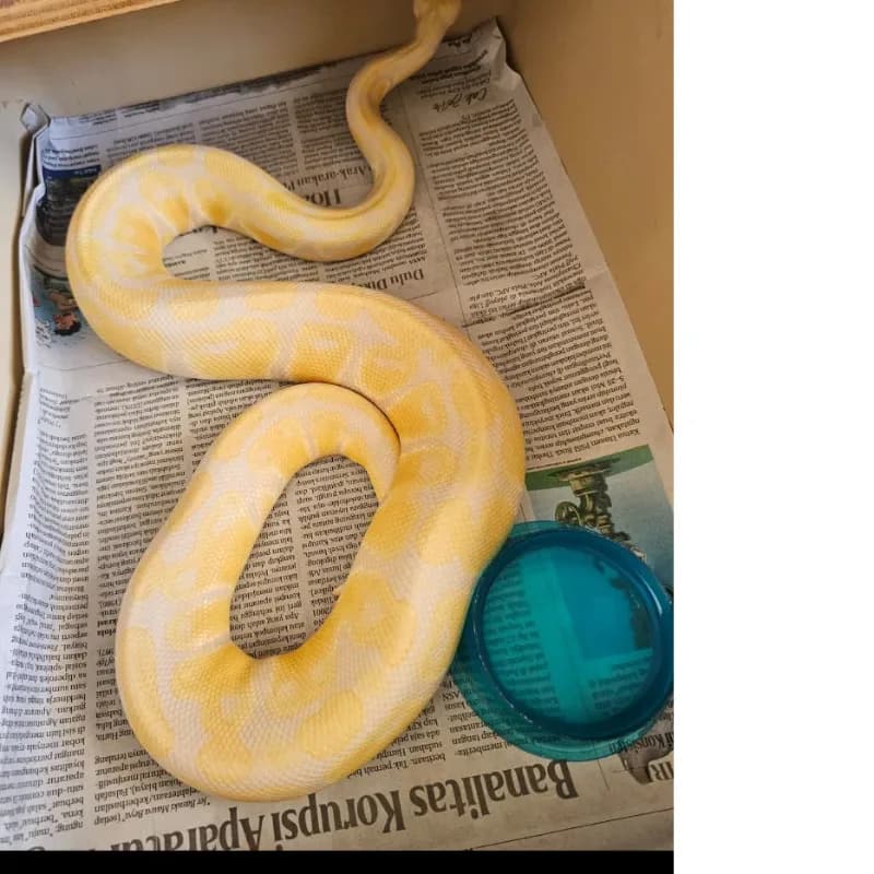 Lavender Albino Pos Het Pied