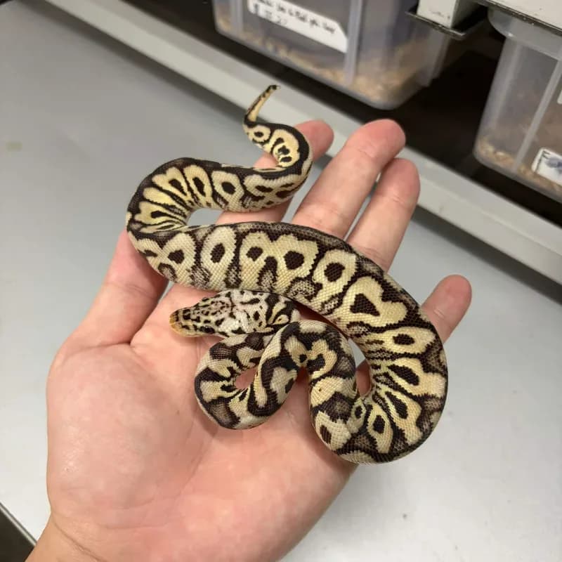 Pastel Spotnose Clown Het Desert Ghost