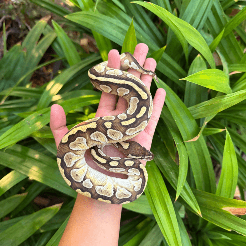 Lesser