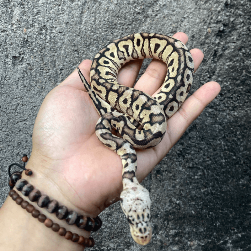 Pastel Spotnose Clown