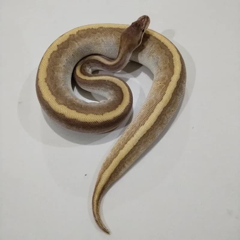 Hidden Gene Woma
