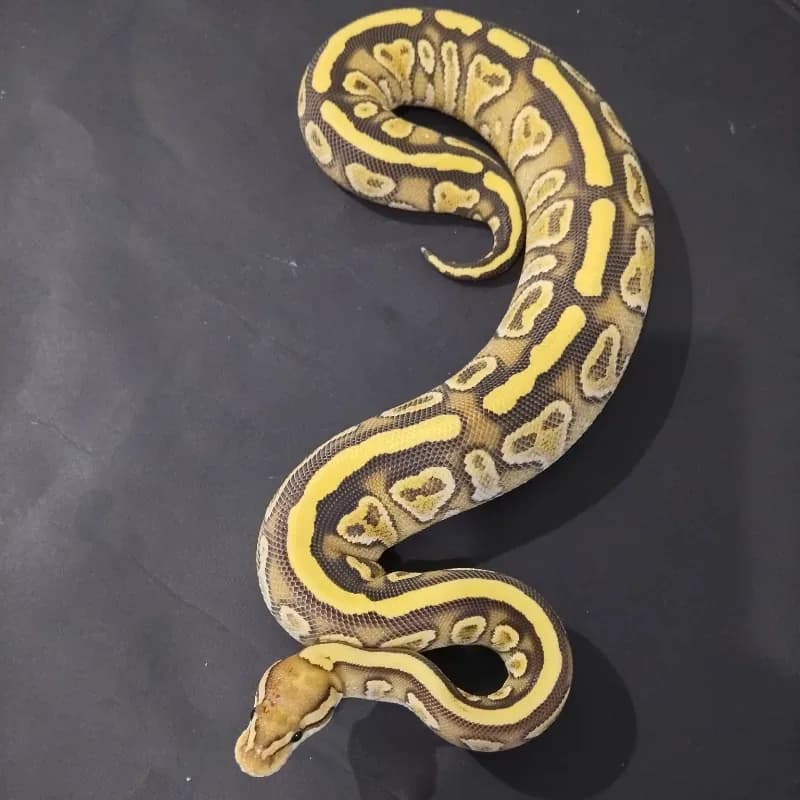 Lace Russo Yellowbelly Het Clown