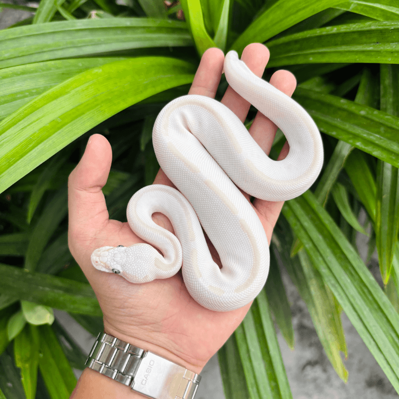 Lesser Mojave