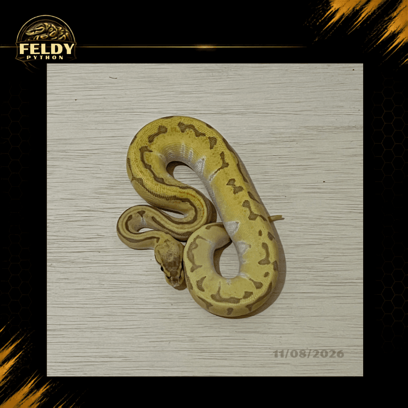 Enchi Mojave Pastel Pinstripe