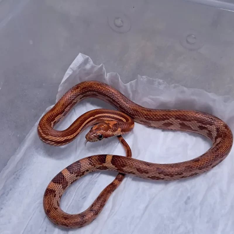 Het Albino/Amelanistic
