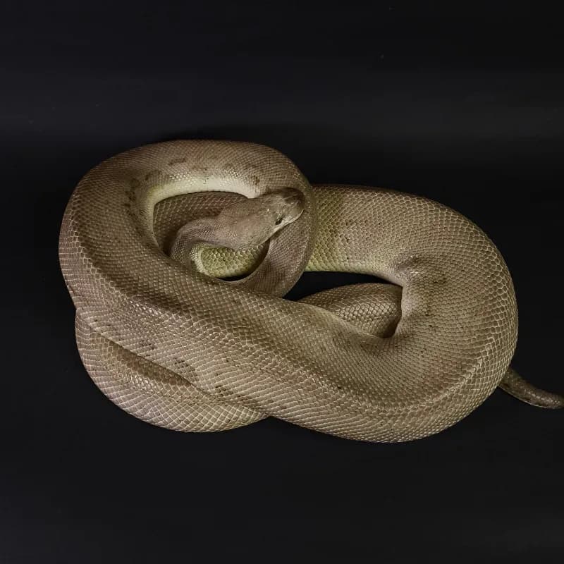 Black Pastel Pastel Orange Dream Clown