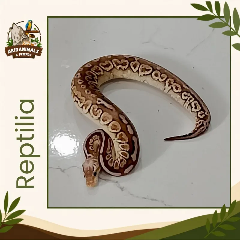 Super Pastel Cinnamon Het Lavender Albino Het Pied