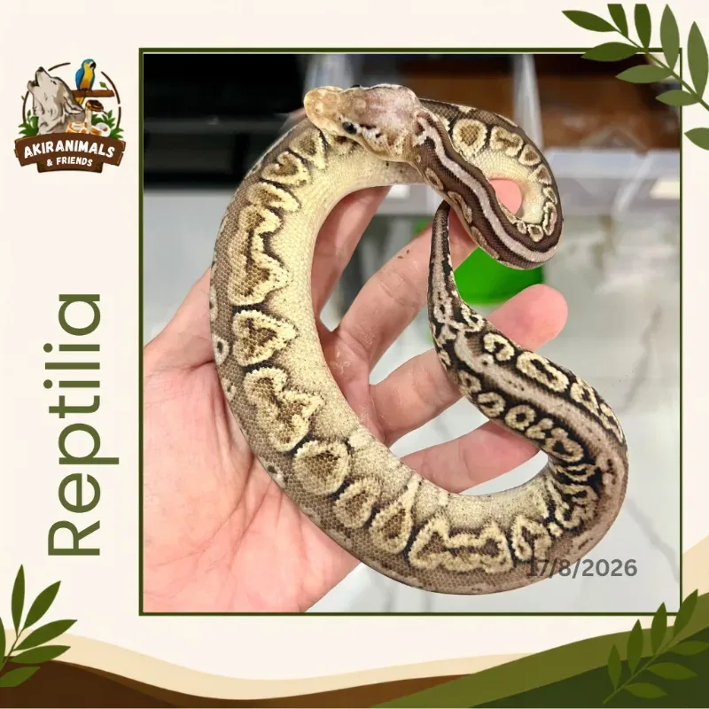 Super Pastel Cinnamon Het Lavender Albino Het Pied
