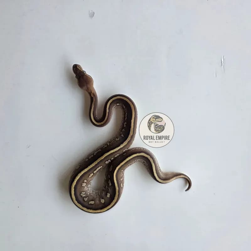 Mojave Mahogany Yellowbelly Het Pied