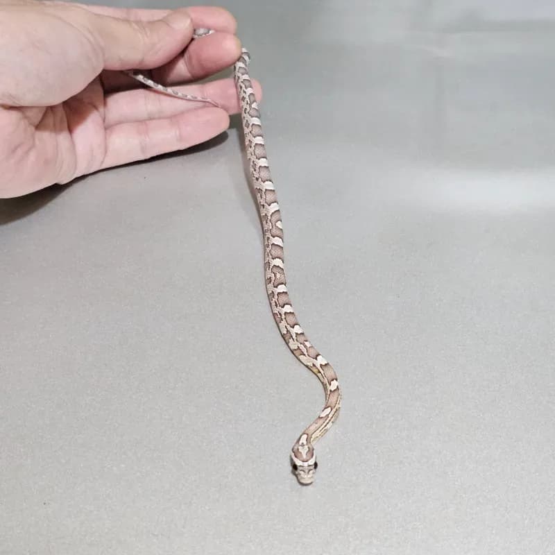 Red Factor Hypomelanistic Anerythristic 66% Het Sunkissed 50% Het Albino/Amelanistic