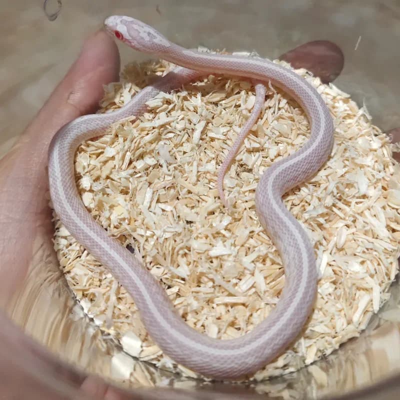 Tessera Albino/Amelanistic Anerythristic