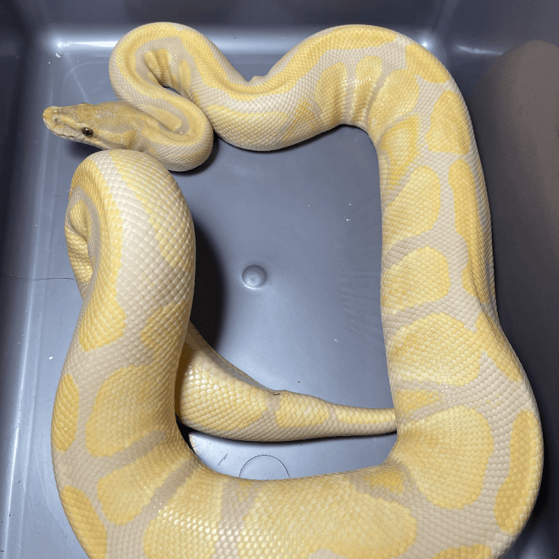 Lavender Albino 50% Het Pied