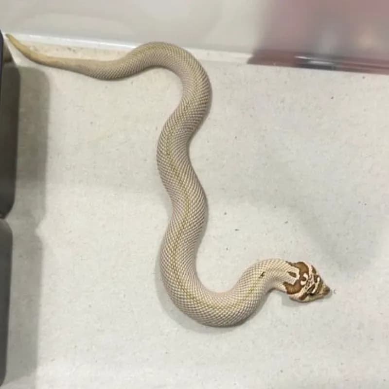 Arctic Super Anaconda Het Albino Het Sable