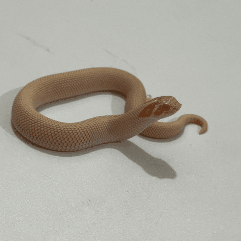 Arctic Albino