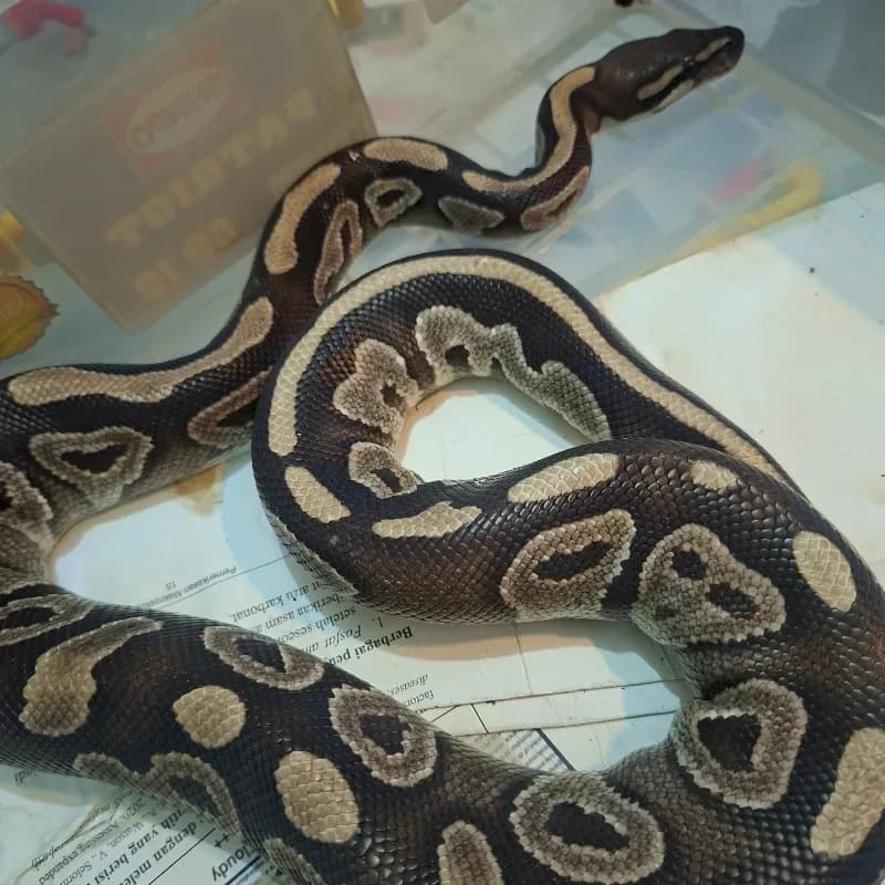 Mahogany Het Pied Het Lavender Albino
