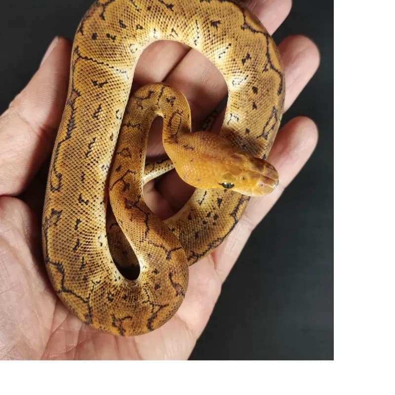 GHI Pinstripe Clown
