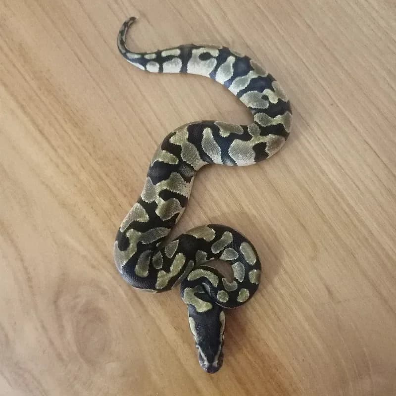 Enchi Het Axanthic VPI Het Clown