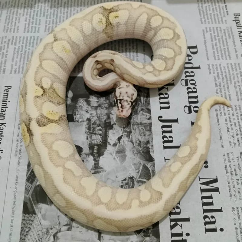 Firefly Butter Spotnose GHI (Enchi)