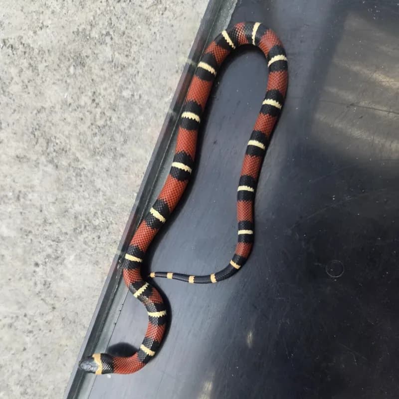 Milk Snake ph albino