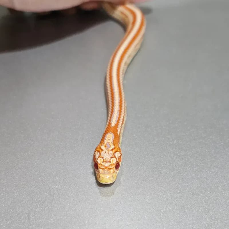 Albino/Amelanistic Tessera