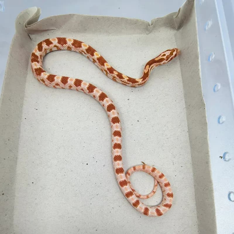 Albino/Amelanistic Het Diffused
