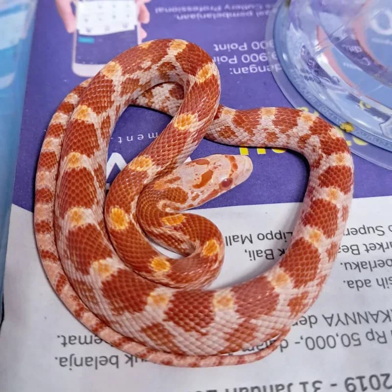 Albino/Amelanistic Diffused Het Motley