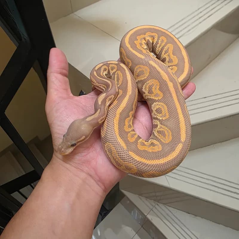 Black Pastel Hypo Ultramel