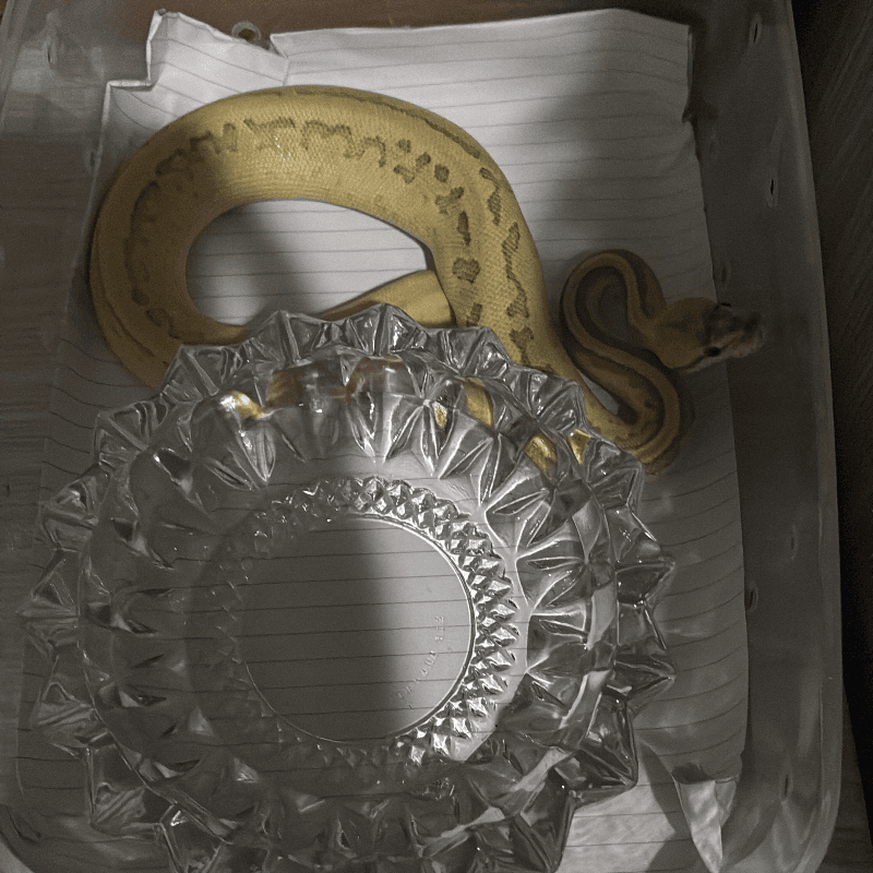 Ball Python