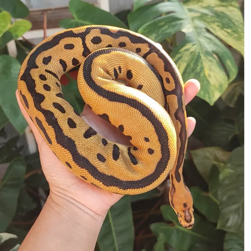 Clown Spotnose Leopard