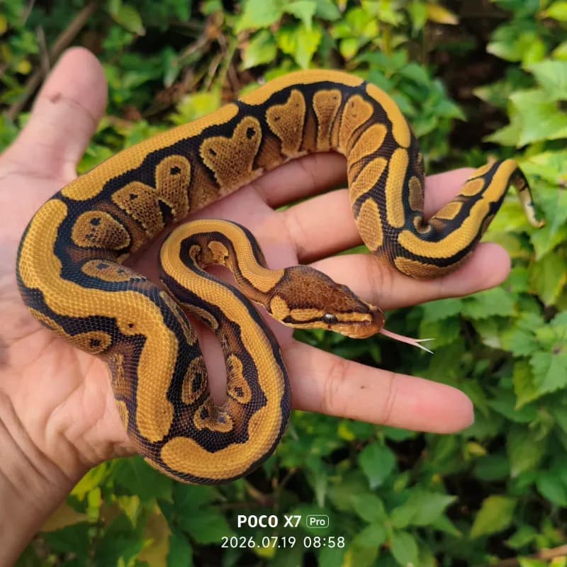 Red Stripe Yellowbelly Het Clown