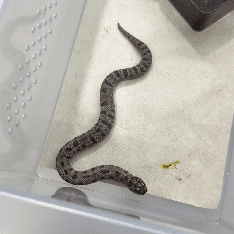 Anaconda Super Arctic Sable Het Albino