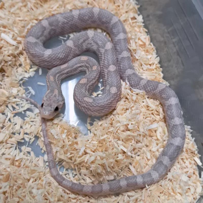 Hypomelanistic Lavender Het Motley
