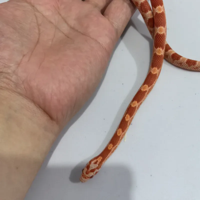Albino/Amelanistic Diffused