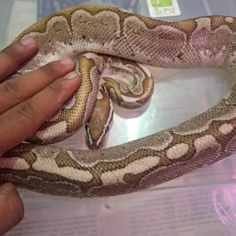 Bamboo Het Albino