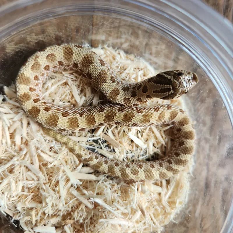 Conda Het Albino