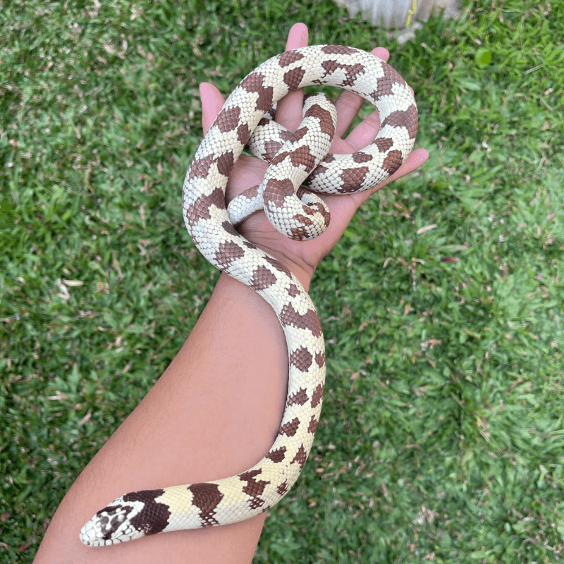 Banana California