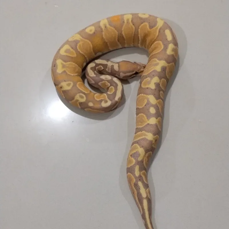 Banana GHI Het Pied