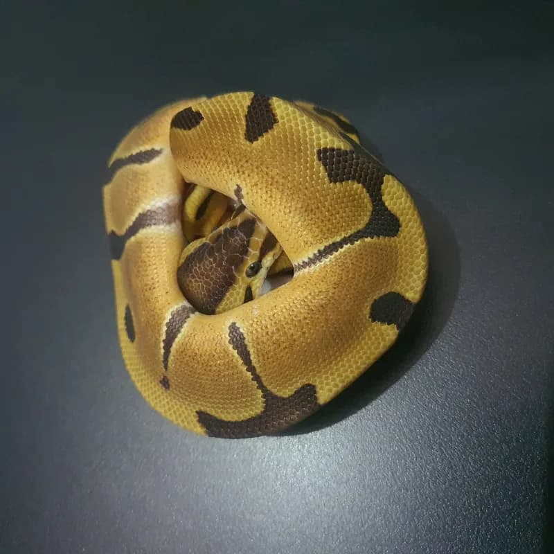 Enchi Het Clown