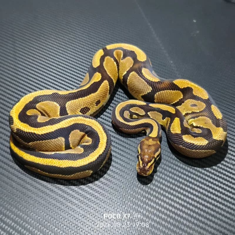 Specter Het Desert Ghost