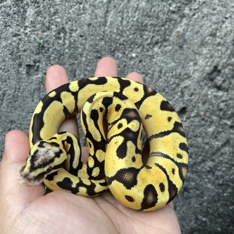 Enchi Leopard Pastel Het Genetic Stripe