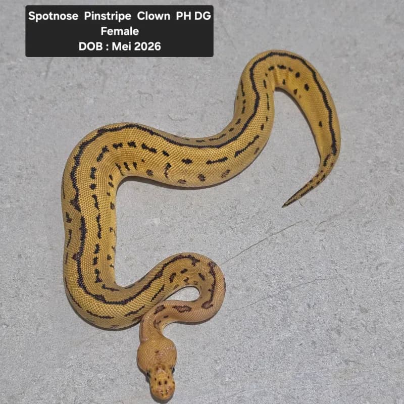 Spotnose Pinstripe clown PH DG