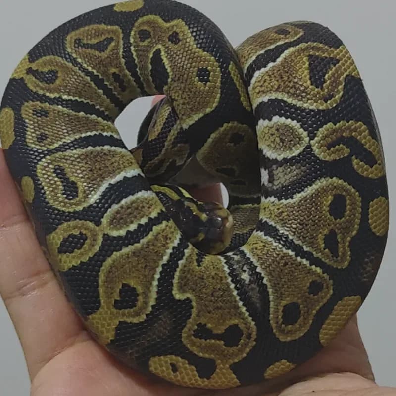 Normal Het Axanthic VPI Het Pied