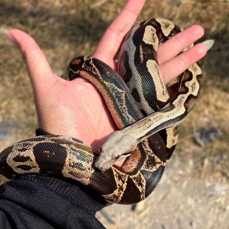 Motley (Colombian)