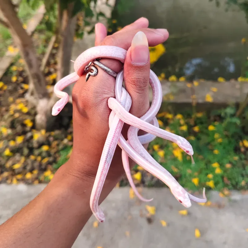 Tessera Anerythristic Albino/Amelanistic