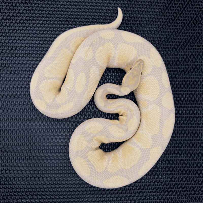Lavender Albino