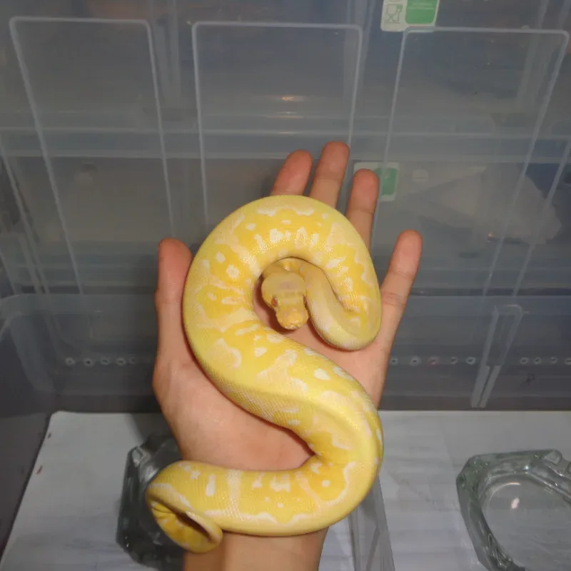 pastel lavender clown