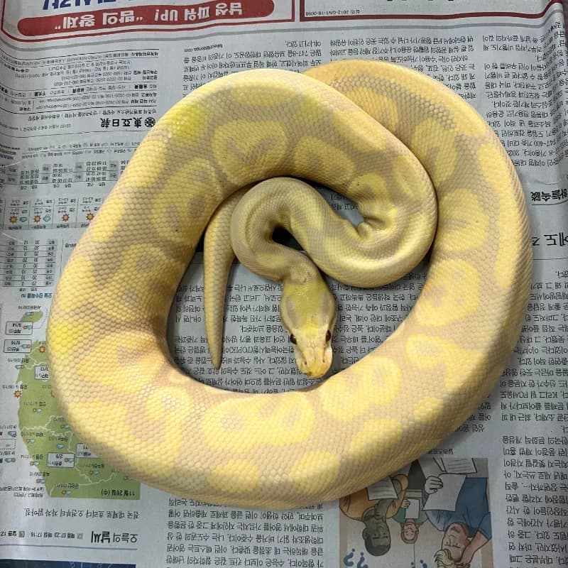 Black Pastel Albino Candy