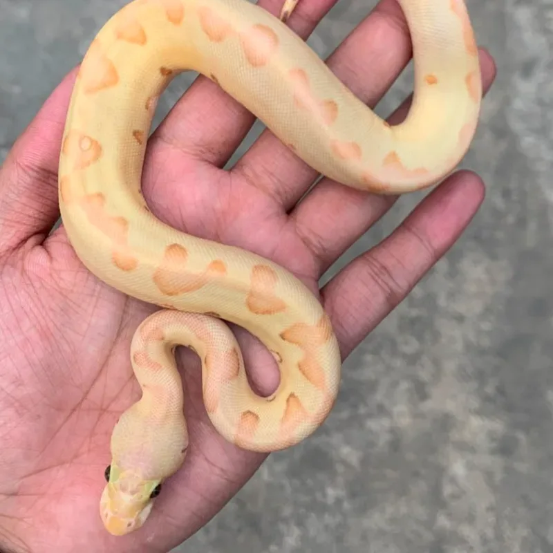 Banana Pastel Enchi Clown Het Albino